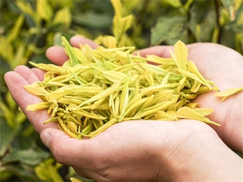 黄金芽