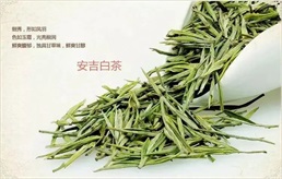 安吉白茶