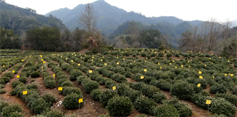 黄山持续推进全域茶园绿色防控