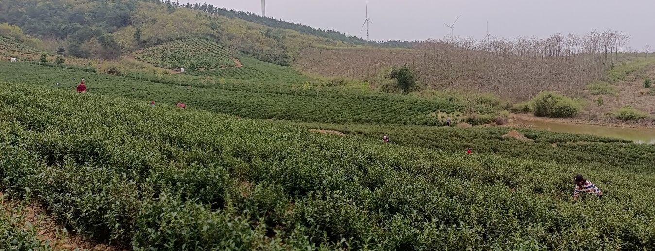 本林茶园